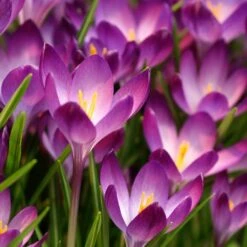 Tommasini's Ruby Giant Crocus -Garden Plant Store crocus tommasinianus bulbs ruby giant 39150 1 web