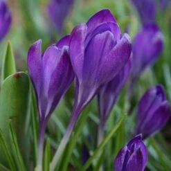 Tommasini's Ruby Giant Crocus -Garden Plant Store crocus tommasinianus bulbs ruby giant 39150 4 web