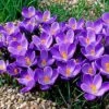Remembrance Dutch Crocus -Garden Plant Store crocusremembrance4 1