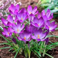 Tommasini's Ruby Giant Crocus -Garden Plant Store crocusrubygiant1 1