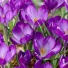 Tommasini's Ruby Giant Crocus -Garden Plant Store crocusrubygiant 5