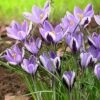 Spring Beauty Snow Crocus -Garden Plant Store crocusspringbeauty