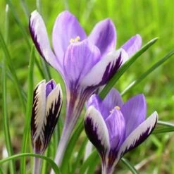 Spring Beauty Snow Crocus 7 Spring Beauty Snow Crocus -Garden Plant Store crocusspringbeauty1