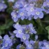 Crystal River® Veronica -Garden Plant Store crystal river veronica