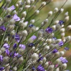 Cupid's Dart (Catanache) -Garden Plant Store cupids dart catananche caerulea garden before bloom