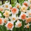 60 Days Of Daffodils Mix -Garden Plant Store daffodil mix web