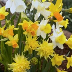 Rock Garden Daffodil Mix -Garden Plant Store daffodil narcissus rock garden mixture 1