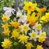 Rock Garden Daffodil Mix -Garden Plant Store daffodil narcissus rock garden mixture