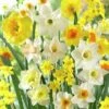 Fragrant Daffodil Mix 2 Fragrant Daffodil Mix -Garden Plant Store daffodilfragrantmix
