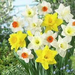 Large Cupped Daffodil Mix -Garden Plant Store daffodillargecuppedmix5
