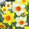 Large Cupped Daffodil Mix -Garden Plant Store daffodillargecuppedmix6