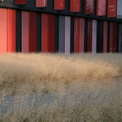 Gold Dew Tufted Hair Grass -Garden Plant Store deschampsia cespitosa goldtau hoffman cropped 1 2