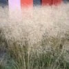 Gold Dew Tufted Hair Grass -Garden Plant Store deschampsia cespitosa goldtau hoffman cropped 3 2