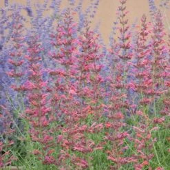Desert Sunrise® Agastache -Garden Plant Store desert sunrise agastache close up