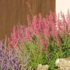 Desert Sunrise® Agastache -Garden Plant Store desert sunrise agastache rock garden