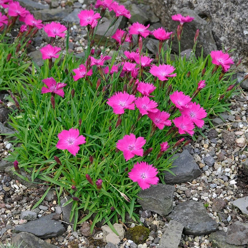 Kahori Pink® Dianthus 6 Kahori Pink® Dianthus - Image 4