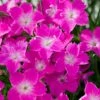 Kahori Pink® Dianthus -Garden Plant Store dianthus kahori close up