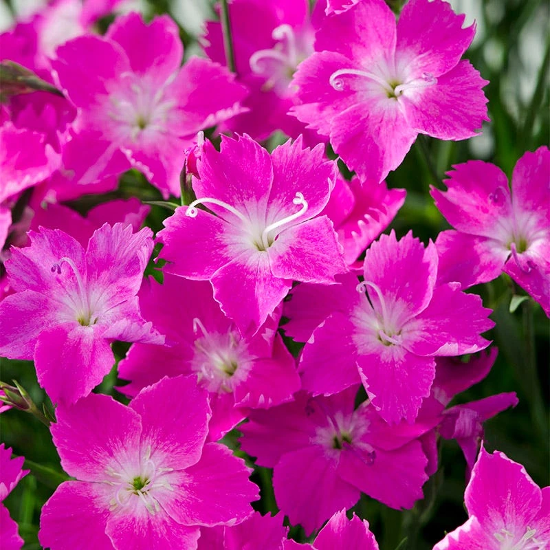 Kahori Pink® Dianthus 3 Kahori Pink® Dianthus