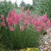 Coral Canyon® Twinspur (Diascia) -Garden Plant Store diascia integerrima pat.hayward