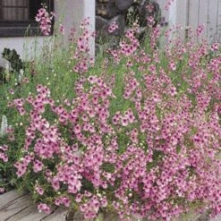 Coral Canyon® Twinspur (Diascia) -Garden Plant Store diascia integerrima 42410
