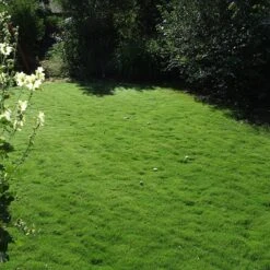 Dog Tuff™ Grass Plugs 17 Dog Tuff™ Grass Plugs -Garden Plant Store dog tuff grass plug lawn