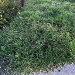 Dog Tuff™ Grass Plugs 16 Dog Tuff™ Grass Plugs -Garden Plant Store dog tuff grass plugs close