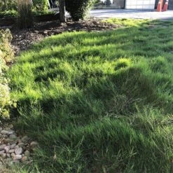 Dog Tuff™ Grass Plugs 15 Dog Tuff™ Grass Plugs -Garden Plant Store dog tuff grass plugs dog friendly grass