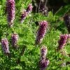 Dwarf Leadplant (Amorpha) -Garden Plant Store dwarf leadplant amorpha amorpha nana flowers