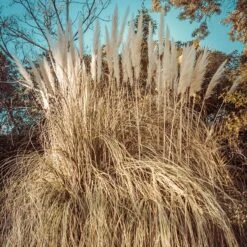 Dwarf Pampas Grass -Garden Plant Store dwarf pampas grass winter