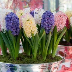 Garden Plant Store -Garden Plant Store easter joy hyacinth mix indoor pot