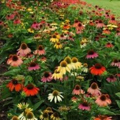 Cheyenne Spirit Echinacea -Garden Plant Store echinacea cheyenne spirit 600