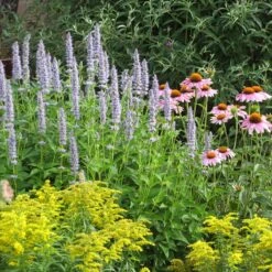 Blue Fortune Agastache -Garden Plant Store echinacea purpurea agastache blue fortune solidago