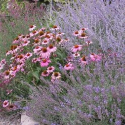 Magnus Echinacea -Garden Plant Store echinacea purpurea magnus 2