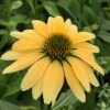Mellow Yellows Echinacea 2 Mellow Yellows Echinacea -Garden Plant Store echinacea purpurea mellow yellow