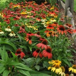 Cheyenne Spirit Echinacea -Garden Plant Store echinacea cheyenne spirit hbl8jxx