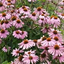 Magnus Echinacea -Garden Plant Store echinacea magnus garden flowers 1