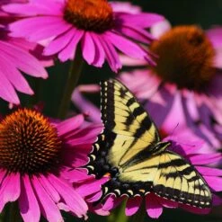 Ruby Star Echinacea -Garden Plant Store echinacea purpurea rubinstern ruby star coneflower pollinator