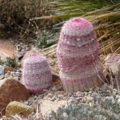 Rainbow Hedgehog Cactus