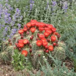 Scarlet Hedgehog Cactus (Echinocereus) -Garden Plant Store echinocereus coccineus w nepeta x faassenii cropped