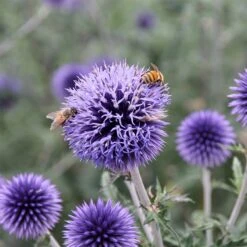 Blue Glow Echinops -Garden Plant Store echinops blue glow honeybees sally guthart close up 1