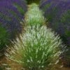 Edelweiss Lavender -Garden Plant Store edelweiss lavender garden meadow 1