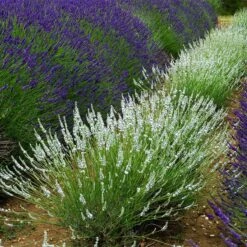 Edelweiss Lavender -Garden Plant Store edelweiss lavender pale lavender spikes 1