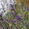 Buena Vista English Lavender -Garden Plant Store emmis oure lavandula buena vista flower