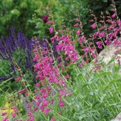 Coconino County Desert Penstemon -Garden Plant Store emmis oure penstemon coconino county 3 cropped 1