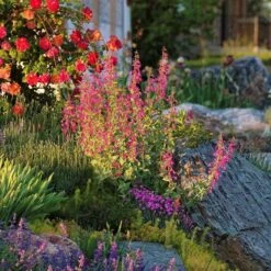 Coconino County Desert Penstemon -Garden Plant Store emmis oure penstemon coconino county 6 cropped 1