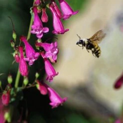 Coconino County Desert Penstemon -Garden Plant Store emmis oure penstemon coconino county with bee cropped 1