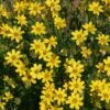 Engelmann's Daisy (Engelmannia) -Garden Plant Store engelmannia peristenia pat hayward