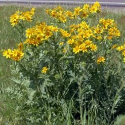 Engelmann's Daisy (Engelmannia) 8 Engelmann's Daisy (Engelmannia) -Garden Plant Store engelmannia texas roadway pgh 1