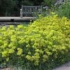 Kannah Creek® Sulphur Buckwheat -Garden Plant Store eriogonum umbellatum kanah creek 5