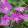 Bishop's Form Heronsbill (Erodium) -Garden Plant Store erodium bishops form 1